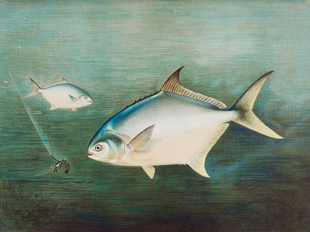 Pompano art print by Samuel Kilbourne for $57.95 CAD