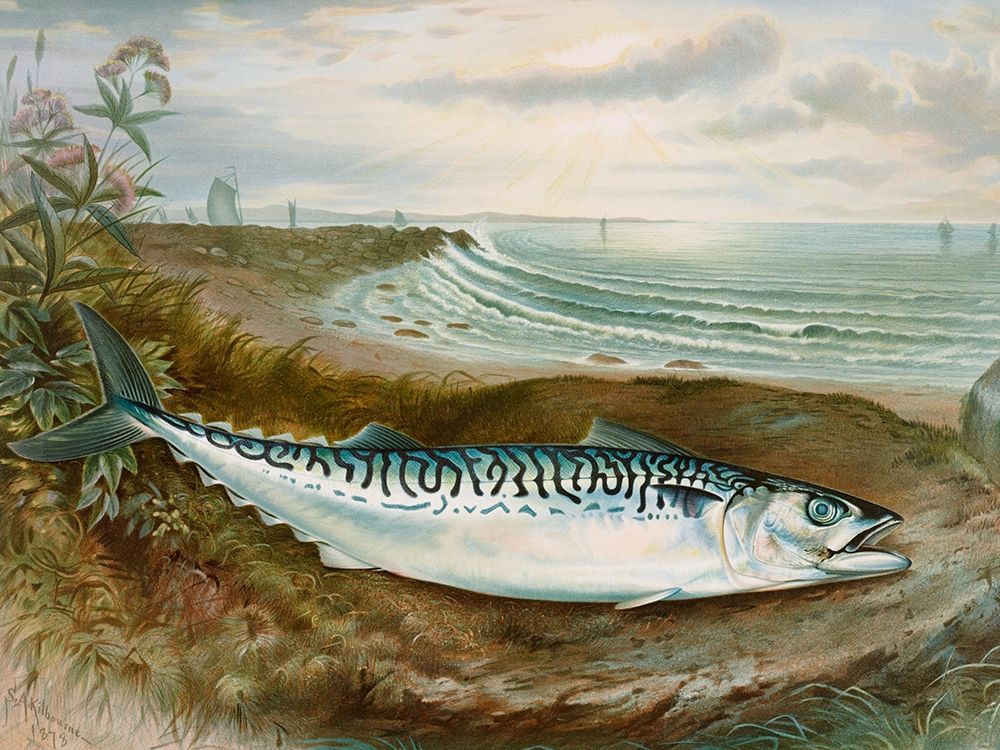 Mackerel fish art print by Samuel Kilbourne for $57.95 CAD