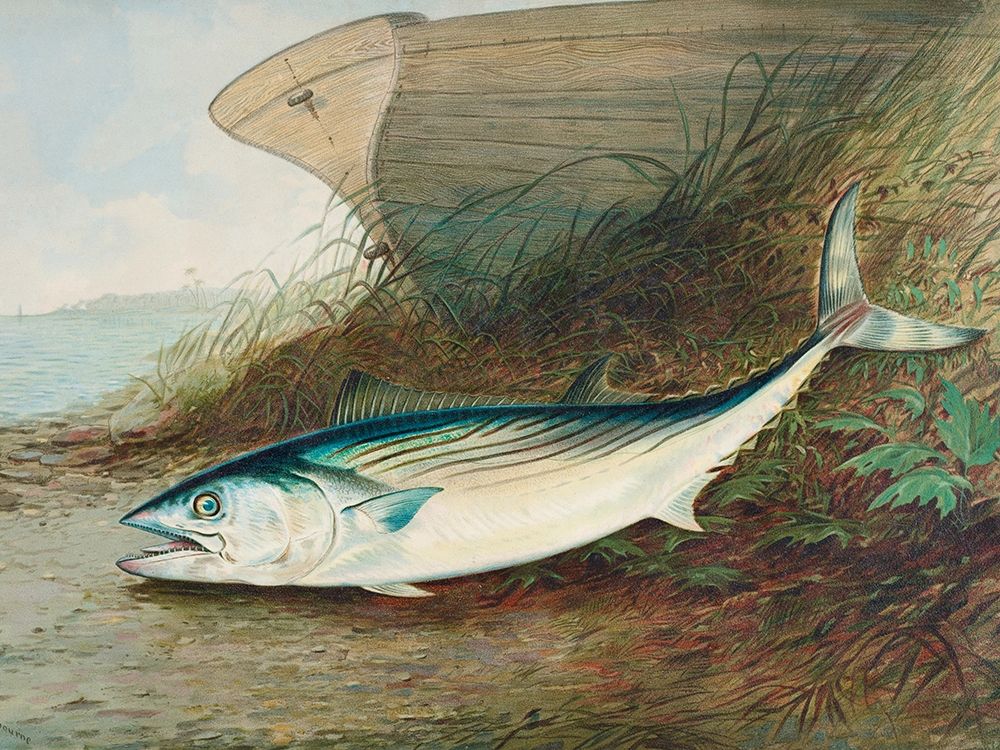 Mackerel art print by Samuel Kilbourne for $57.95 CAD