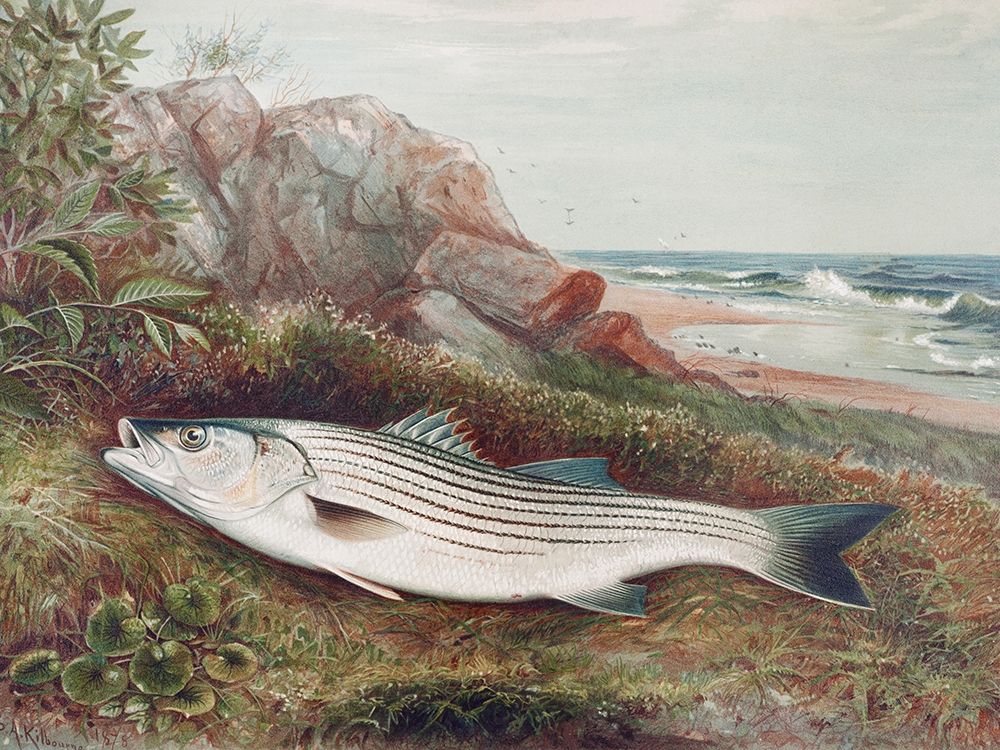 Striped bonito art print by Samuel Kilbourne for $57.95 CAD