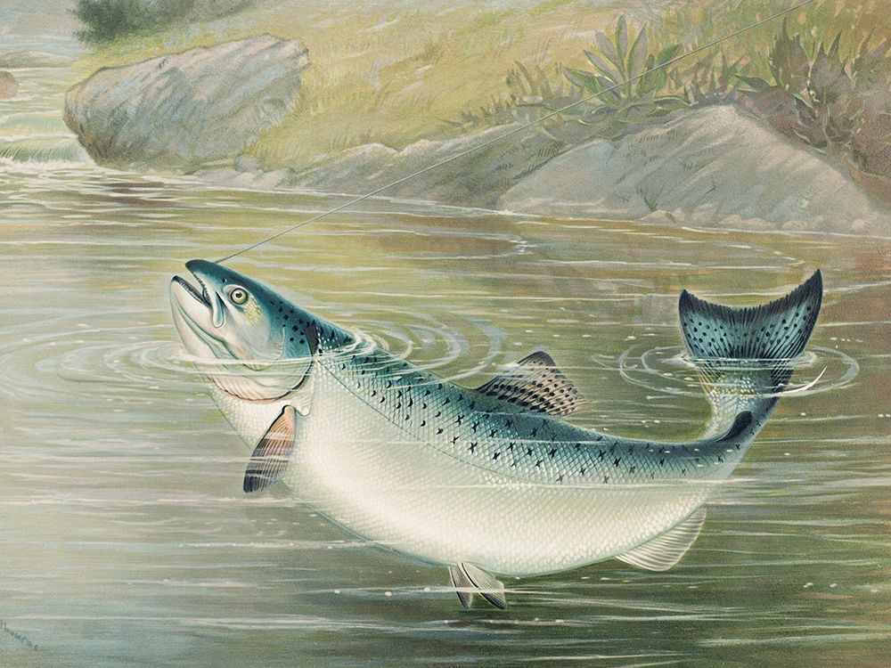 The California salmon art print by Samuel Kilbourne for $57.95 CAD