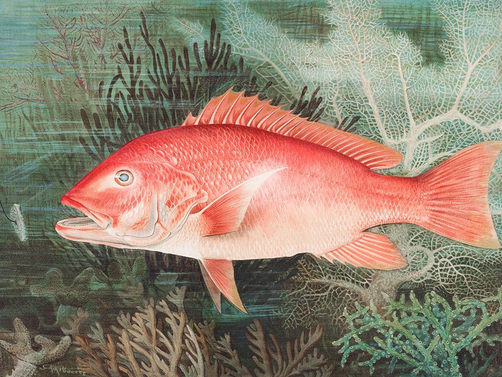 Northern Red Snapper art print by Samuel Kilbourne for $57.95 CAD
