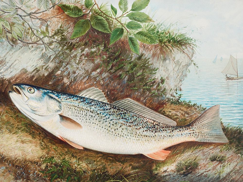The Weakfish art print by Samuel Kilbourne for $57.95 CAD