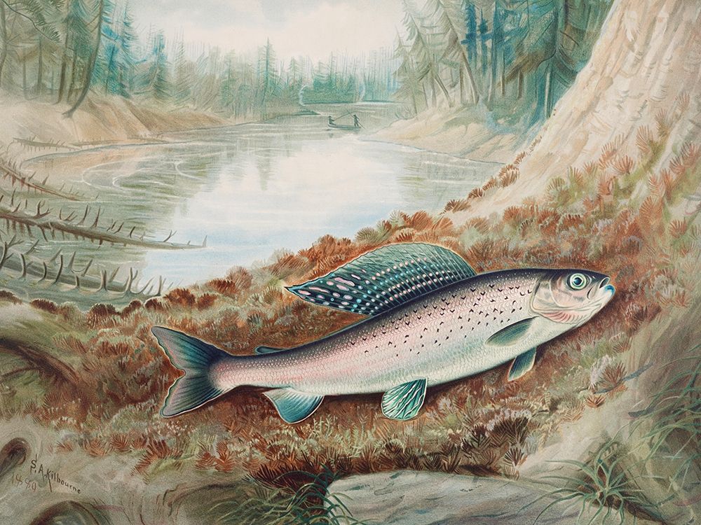 Arctic Grayling art print by Samuel Kilbourne for $57.95 CAD