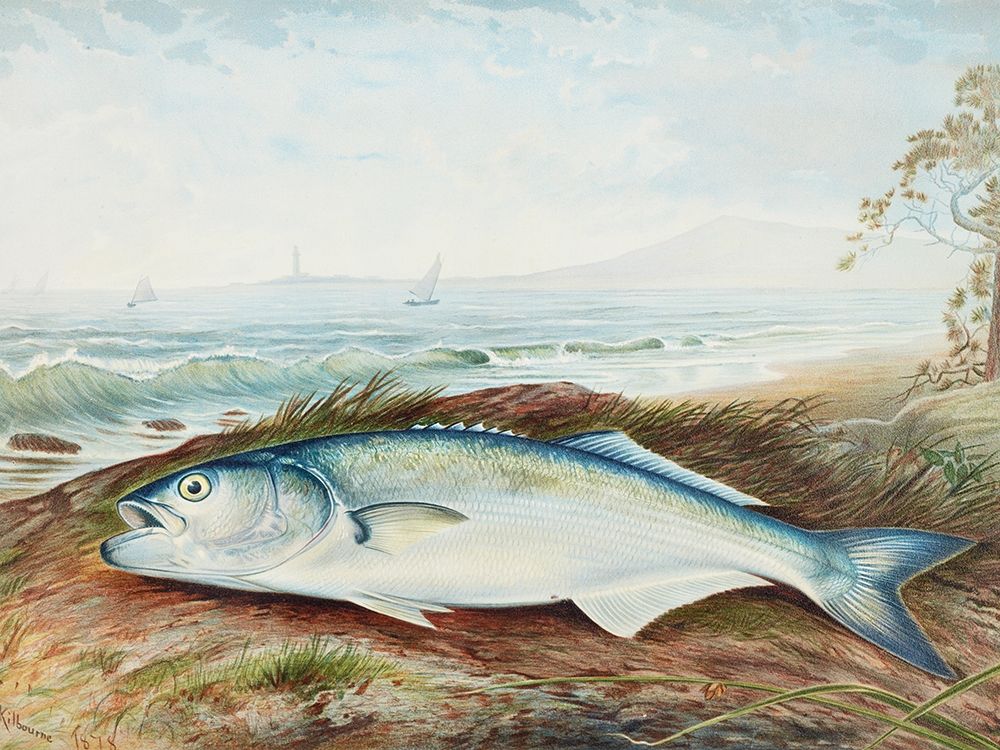 Sprat art print by Samuel Kilbourne for $57.95 CAD