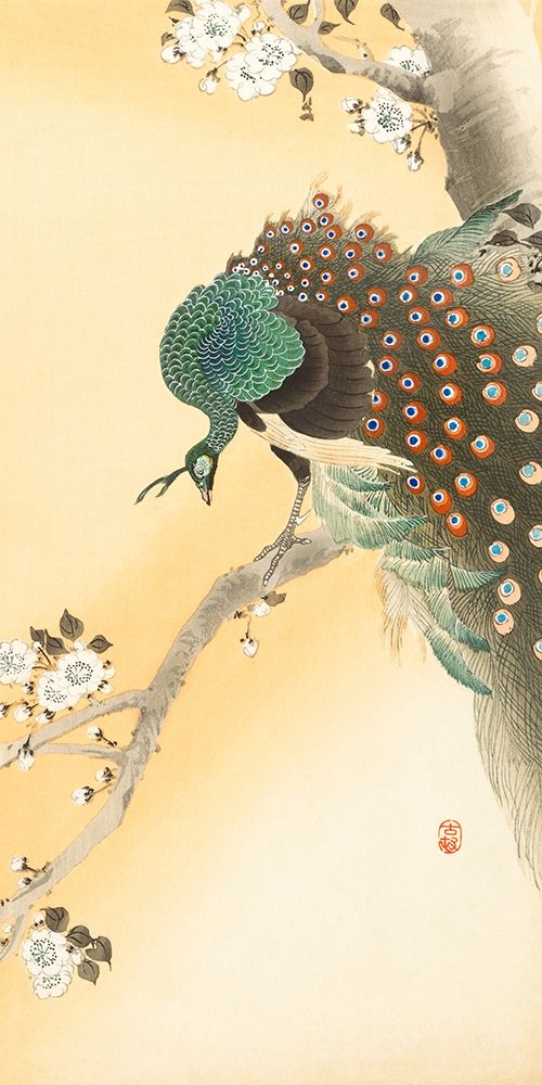 Peacock on a cherry blossom tree art print by Ohara Koson for $57.95 CAD