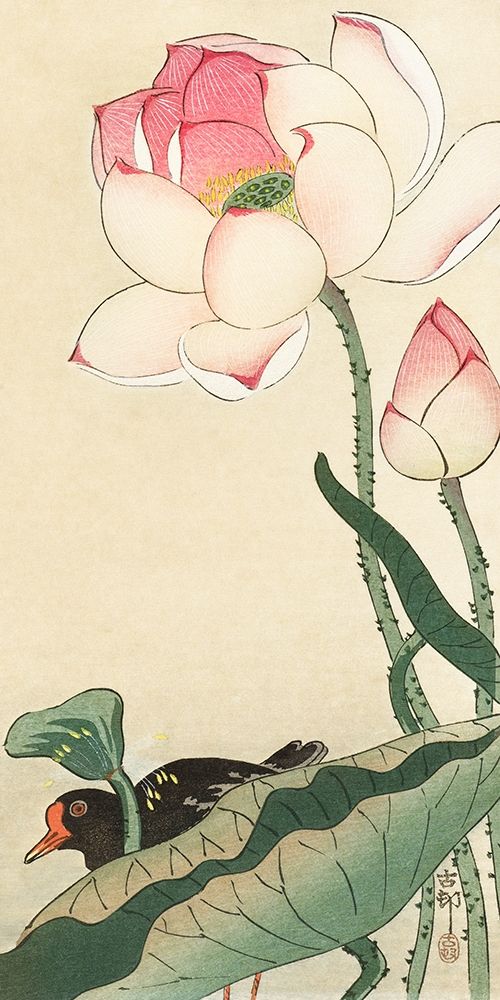 Gallinule with Lotus Flowers art print by Ohara Koson for $57.95 CAD