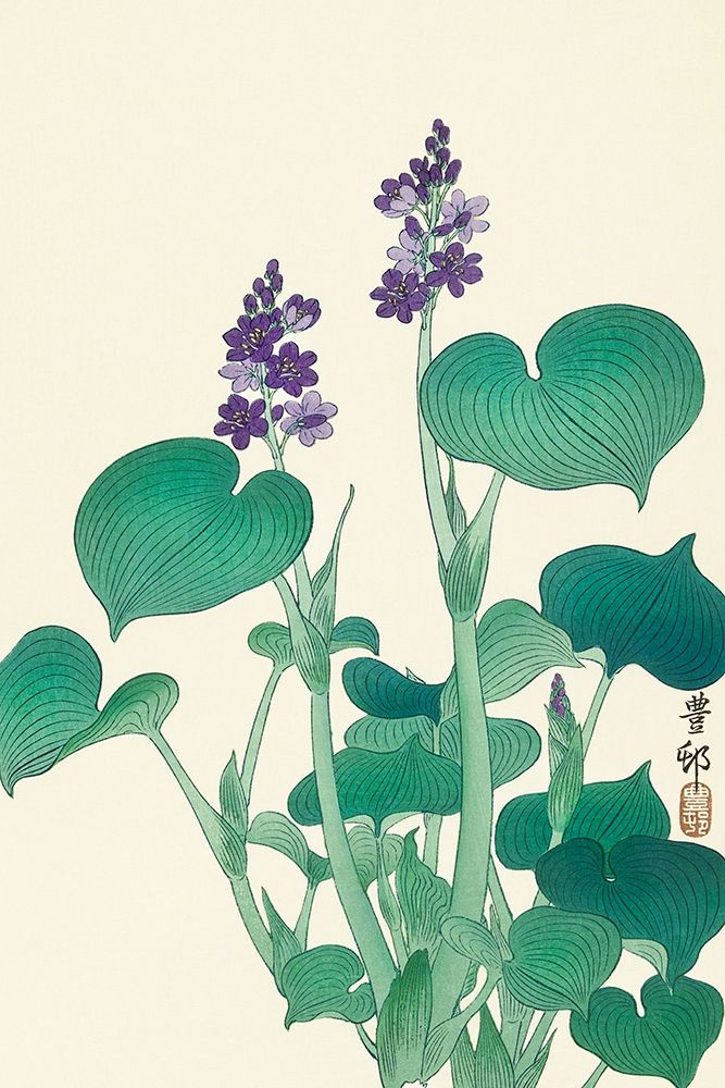 Blooming hosta art print by Ohara Koson for $57.95 CAD