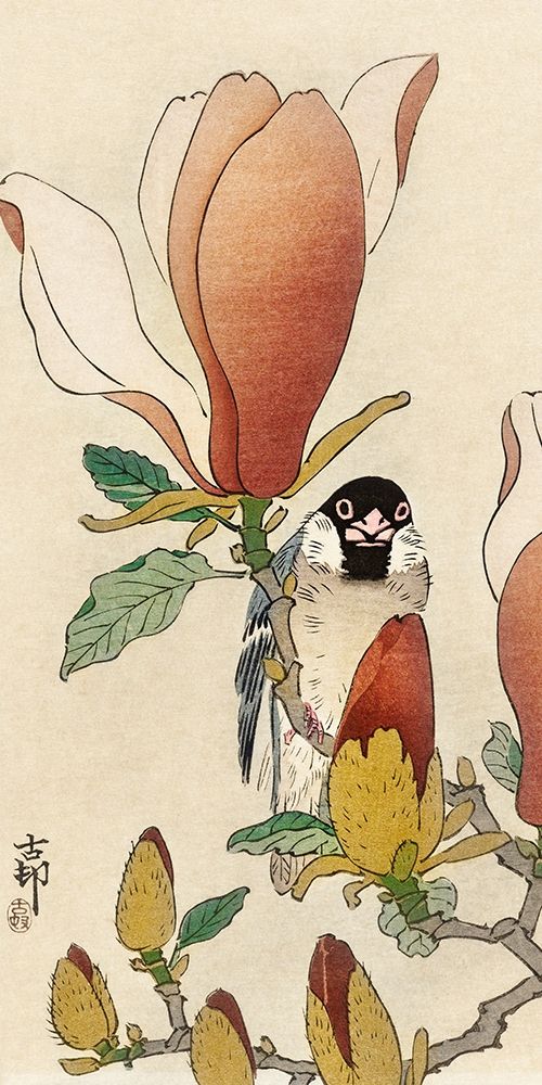 Sparrow on blooming magnolia branch art print by Ohara Koson for $57.95 CAD