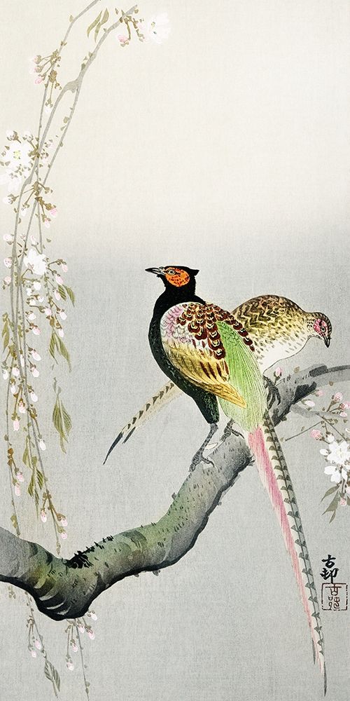 Couple pheasants and cherry blossom art print by Ohara Koson for $57.95 CAD
