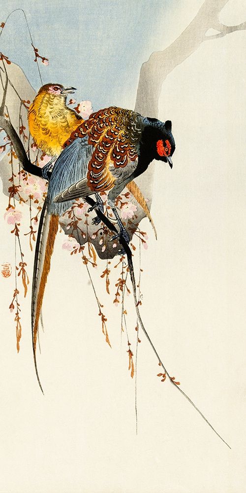 Pheasant couple and plum blossom art print by Ohara Koson for $57.95 CAD