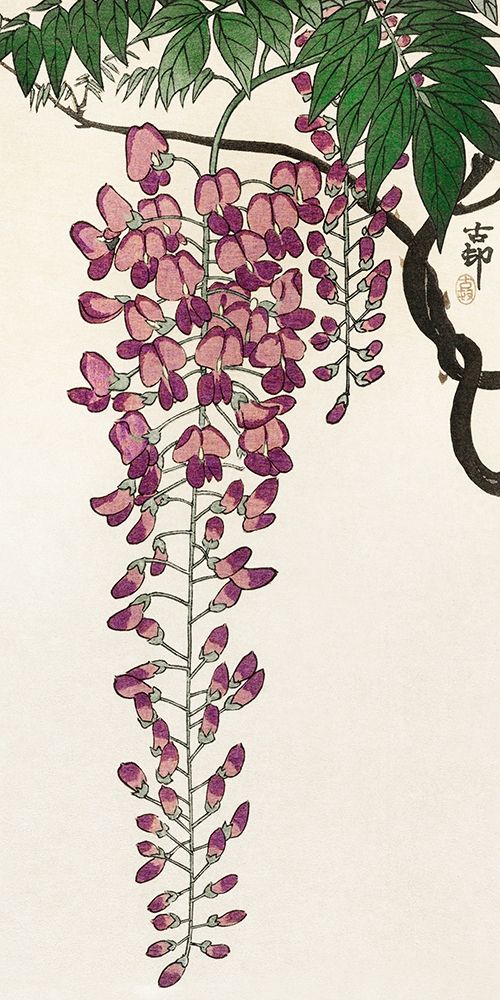 Blooming wisteria art print by Ohara Koson for $57.95 CAD