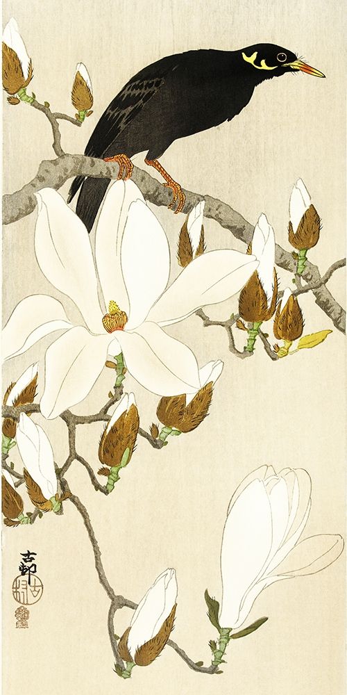 Myna on Magnolia Branch art print by Ohara Koson for $57.95 CAD