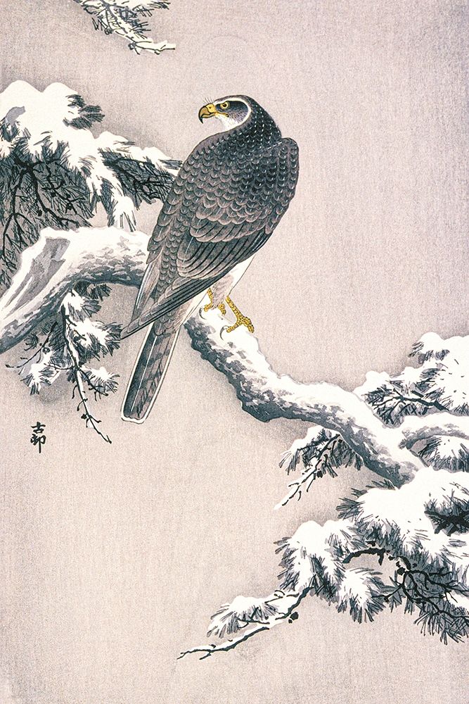Goshawk on Snow-covered Pine Bough art print by Ohara Koson for $57.95 CAD