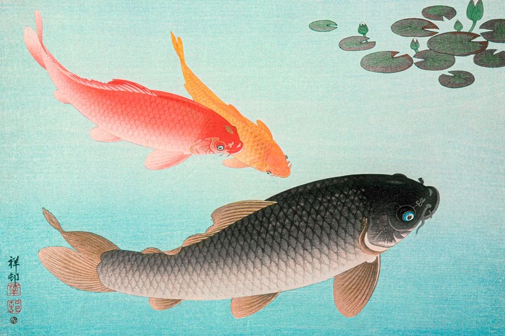Common and Golden Carp art print by Ohara Koson for $57.95 CAD