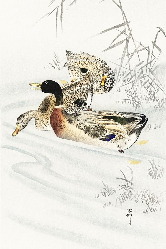 Three ducks in shallow water with reeds art print by Ohara Koson for $57.95 CAD