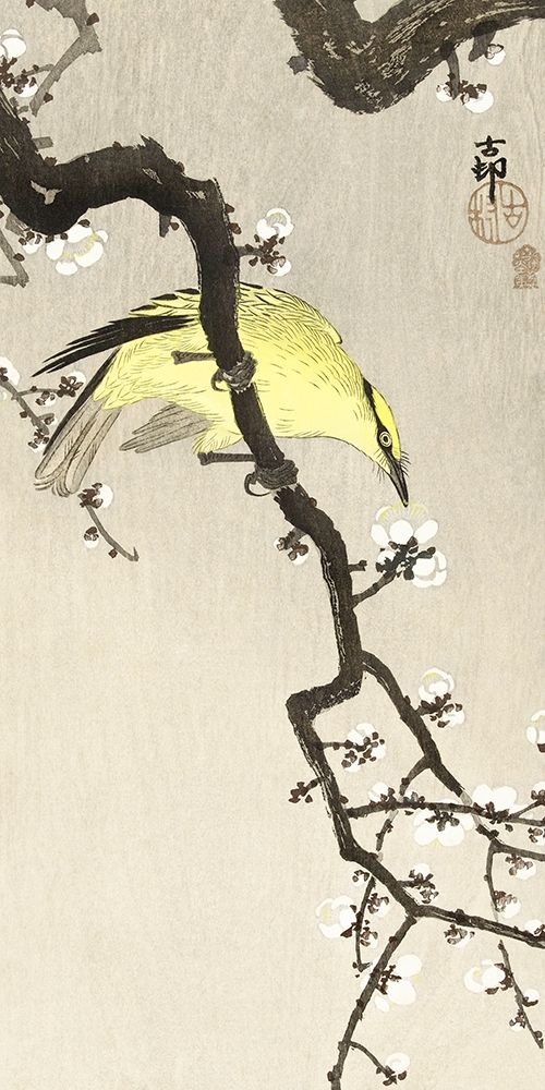 Chinese oriole on plum blossom branch art print by Ohara Koson for $57.95 CAD
