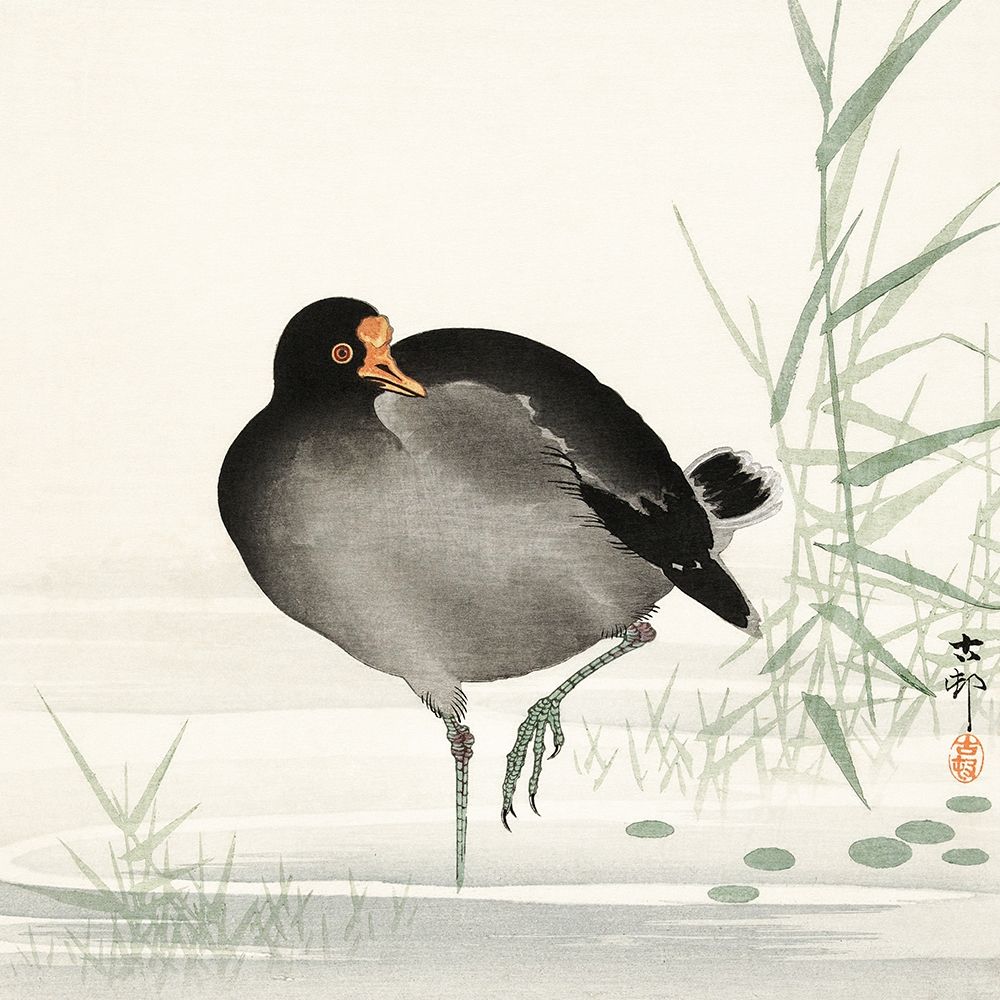 Moorhen art print by Ohara Koson for $57.95 CAD