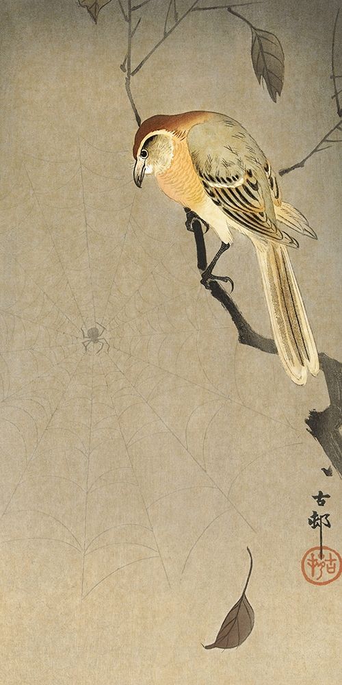 Buffalo wing shrike and spider art print by Ohara Koson for $57.95 CAD