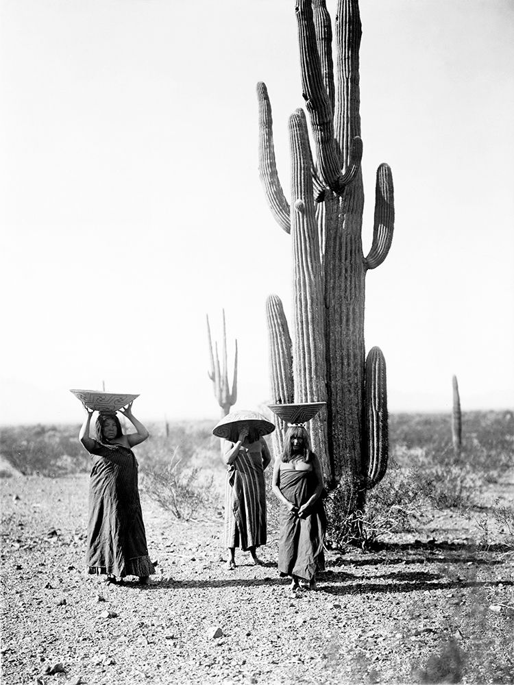 Saguaro gatherers, Maricopa, Arizona, ca. 1907 art print by Edward Curtis for $57.95 CAD