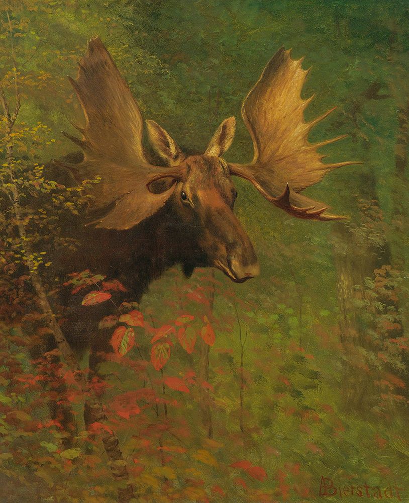Study of a moose art print by Albert Bierstadt for $57.95 CAD