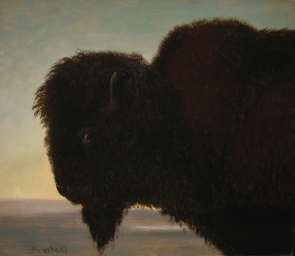 Buffalo Head 1879 art print by Albert Bierstadt for $57.95 CAD