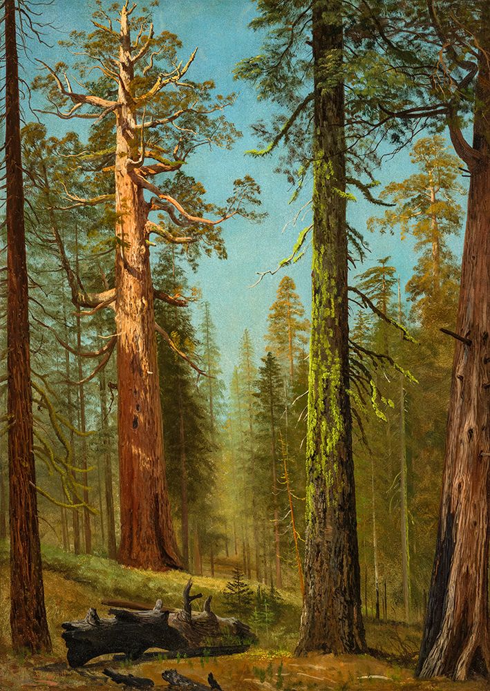 The Grizzly Giant Sequoia, Mariposa Grove, California 1872 art print by Albert Bierstadt for $57.95 CAD
