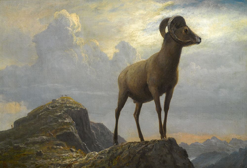 Study of a Bighorn Ram art print by Albert Bierstadt for $57.95 CAD