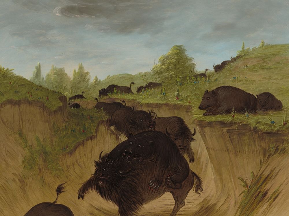 Grizzly Bears Attacking Buffalo art print by George Catlin for $57.95 CAD