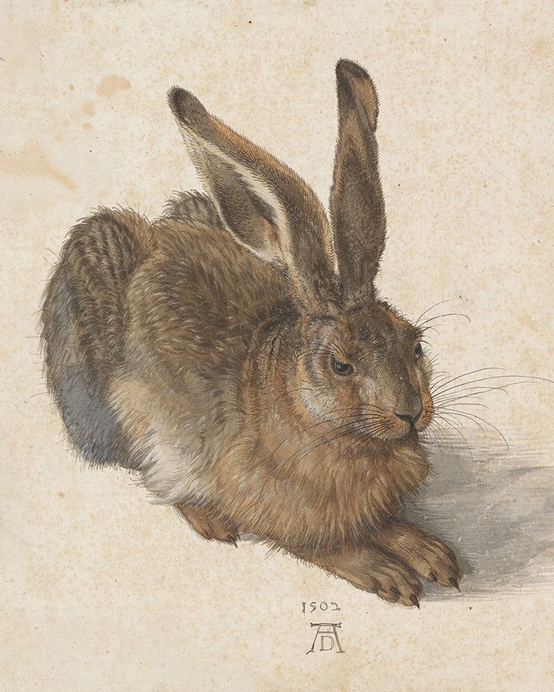 Young Hare 1502 art print by Albrecht Durer for $57.95 CAD