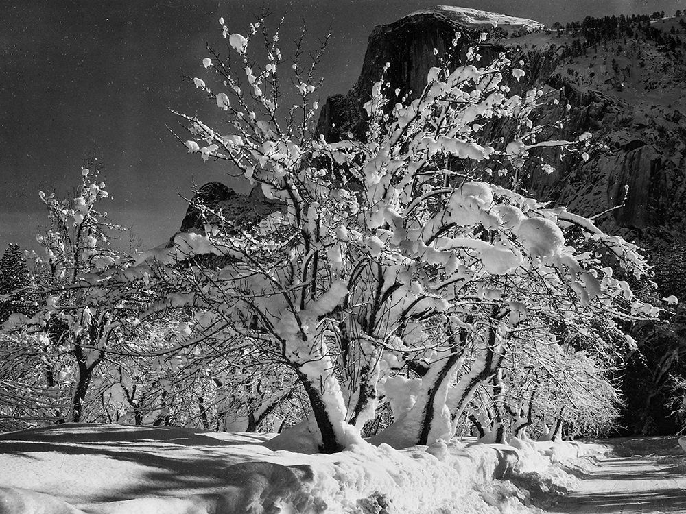 Half Dome-Apple Orchard-Yosemite-California art print by Ansel Adams for $57.95 CAD
