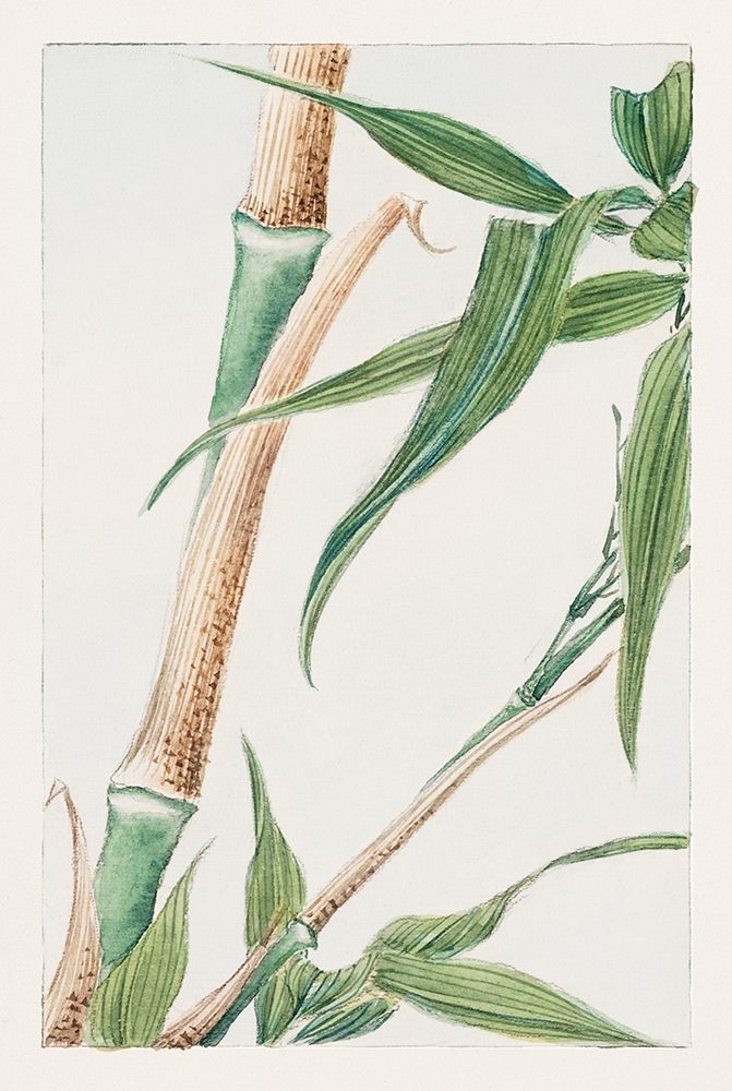 Japanese Bamboo art print by Megata Morikaga for $57.95 CAD
