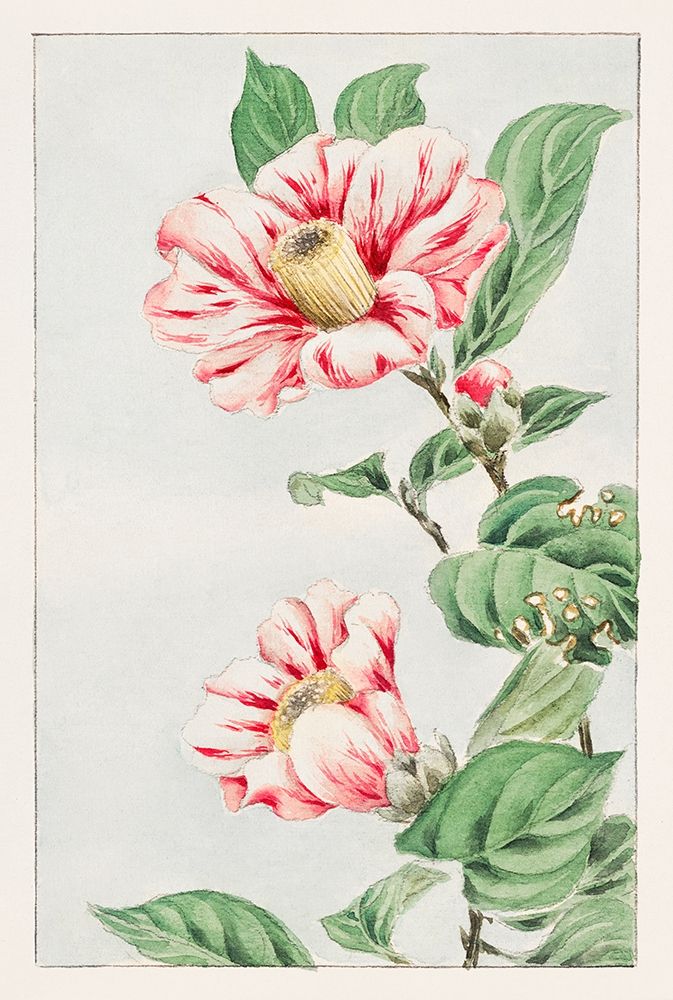 Tsubaki camelia art print by Megata Morikaga for $57.95 CAD
