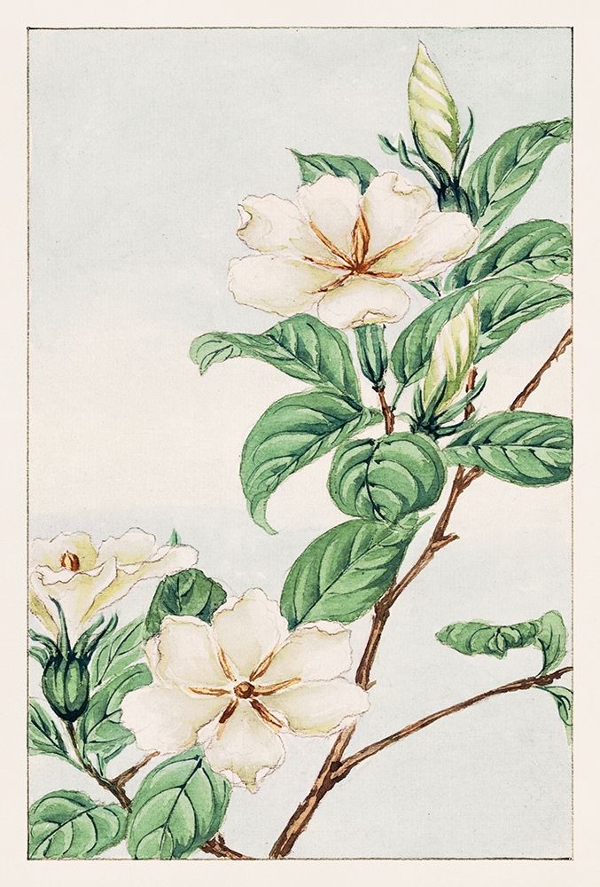 Kuchi nashi or cape jasmine art print by Megata Morikaga for $57.95 CAD