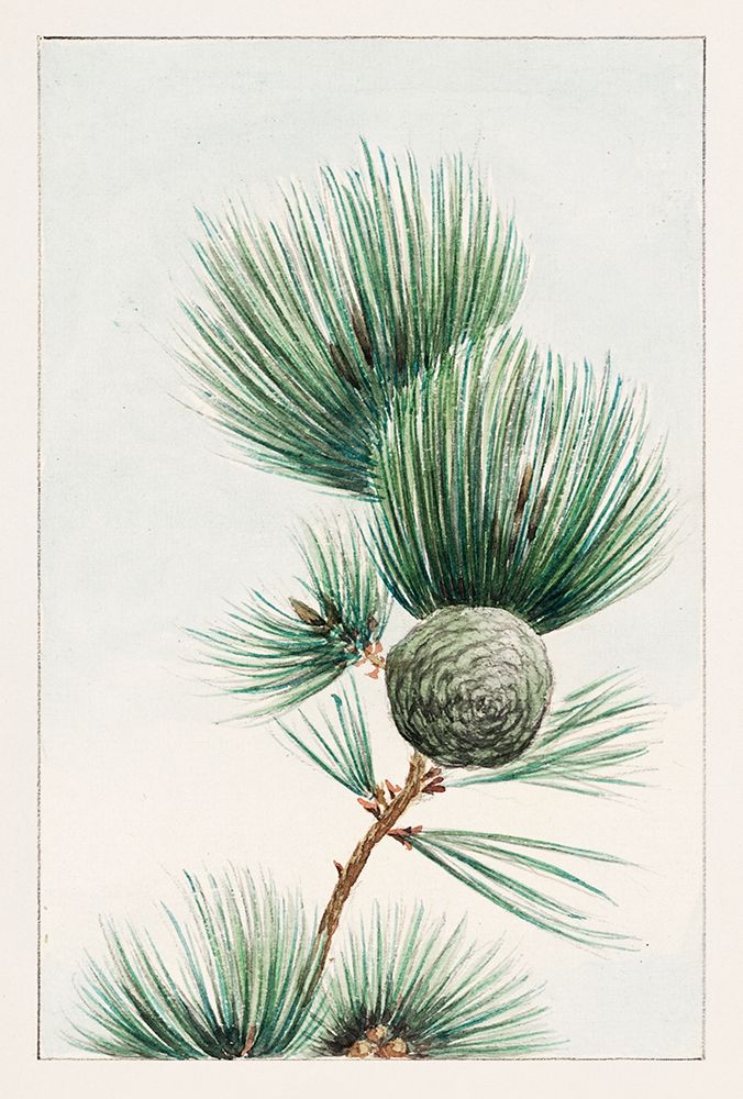 Gayo matsu pine art print by Megata Morikaga for $57.95 CAD