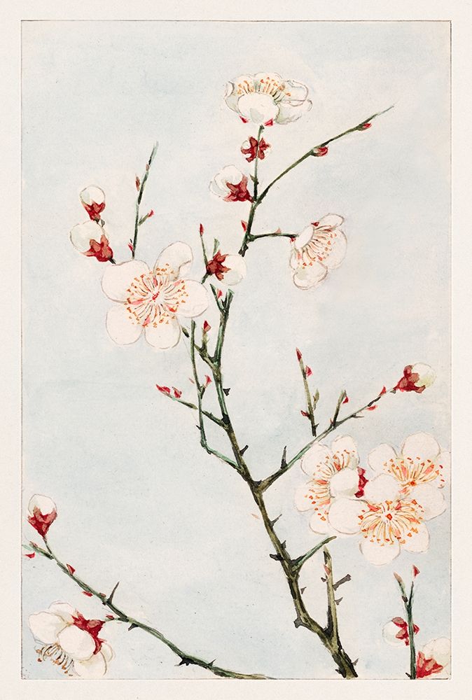 Plum branches with blossoms art print by Megata Morikaga for $57.95 CAD