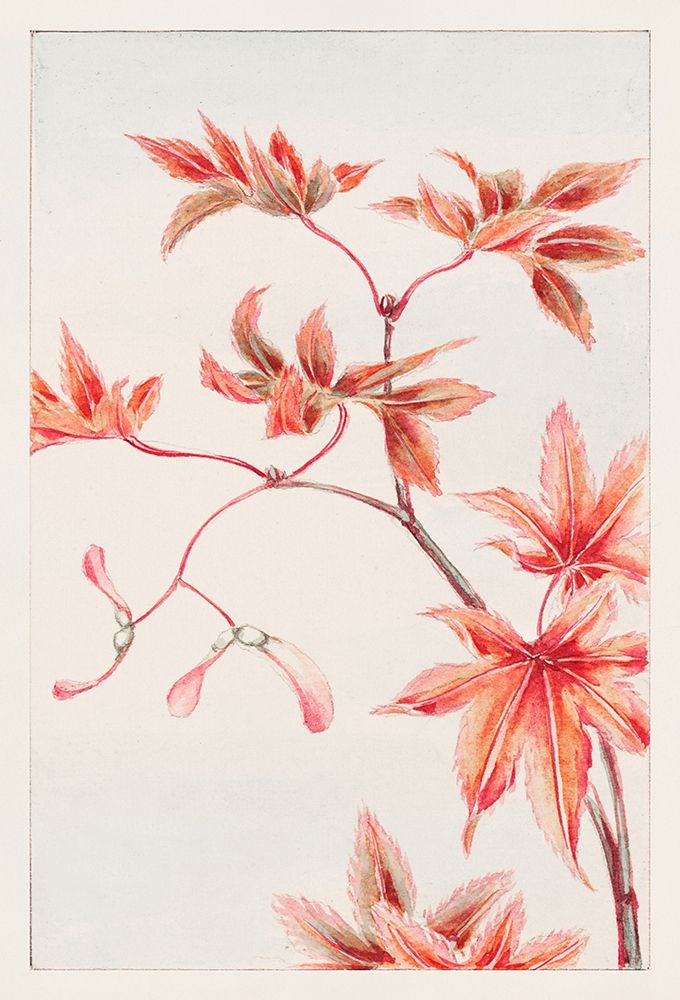 Branch of Momiji maple tree with leaves and seeds art print by Megata Morikaga for $57.95 CAD