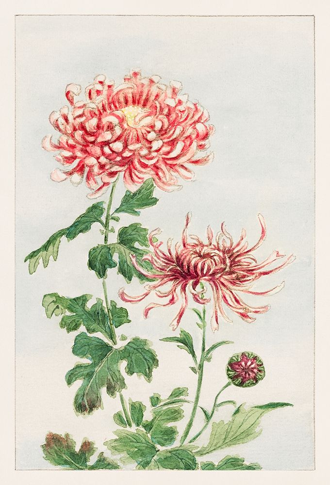 Kiku or chrysanthemum art print by Megata Morikaga for $57.95 CAD