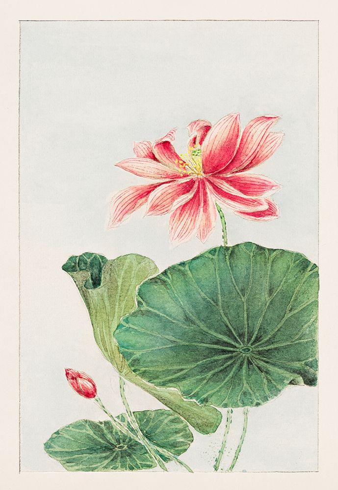 Hasu or lotus art print by Megata Morikaga for $57.95 CAD