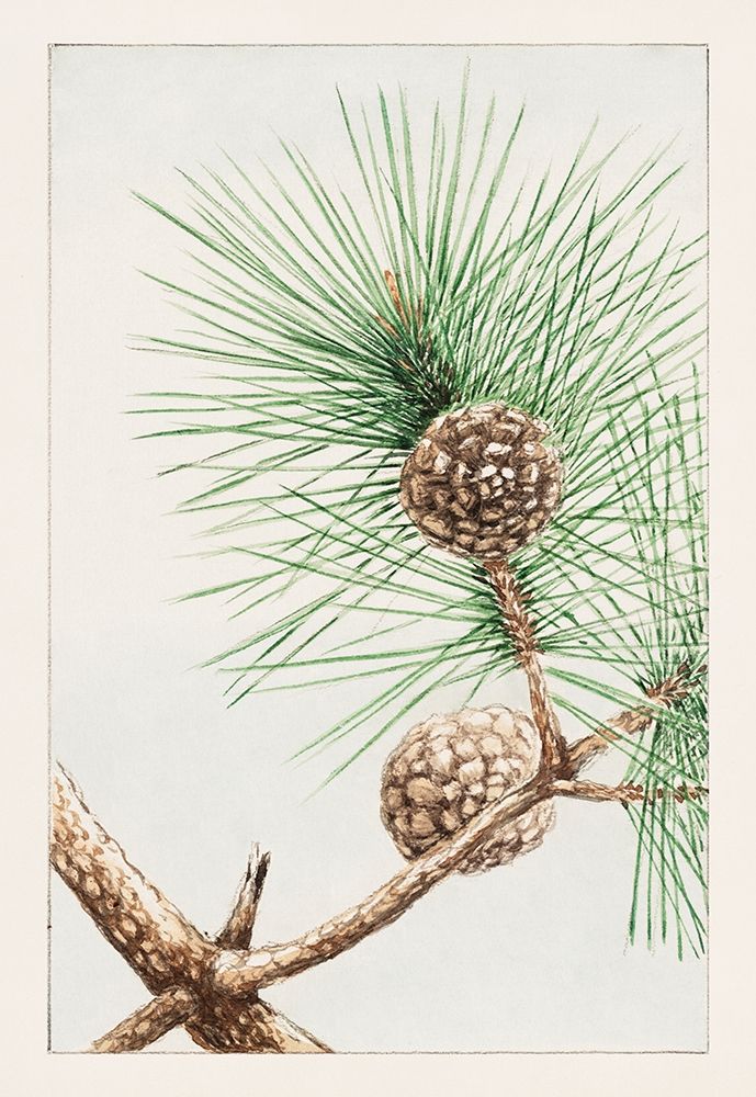 Matsu pine art print by Megata Morikaga for $57.95 CAD