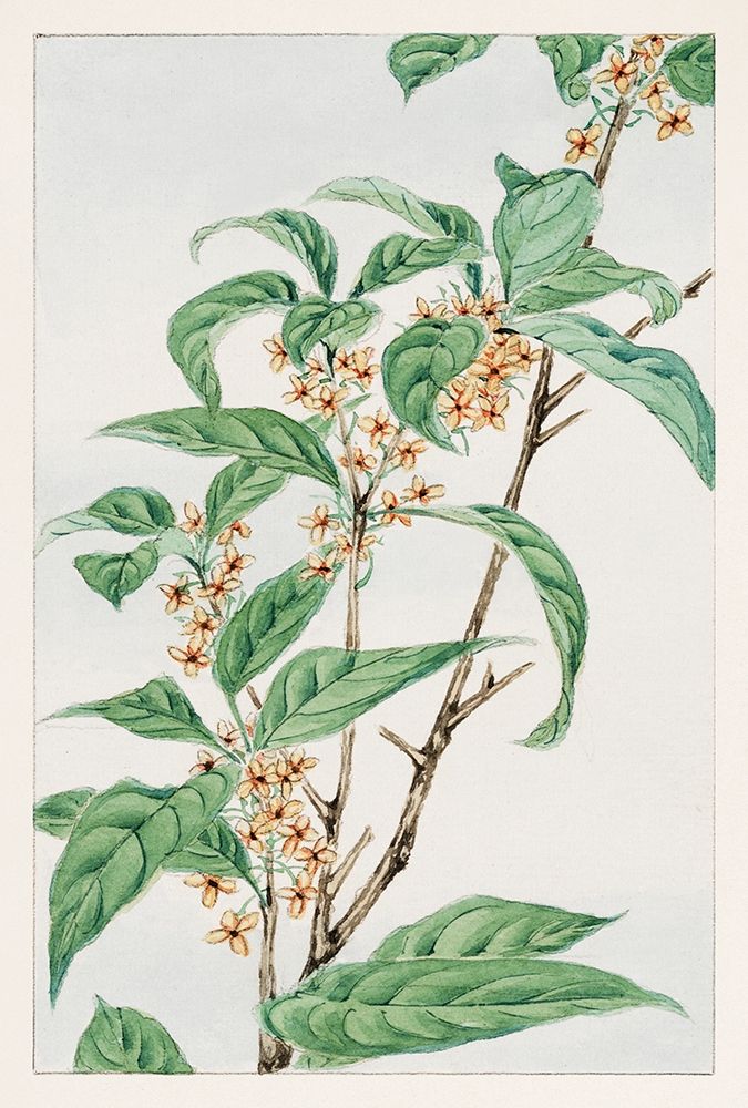 Stem with leaves and small flowers art print by Megata Morikaga for $57.95 CAD