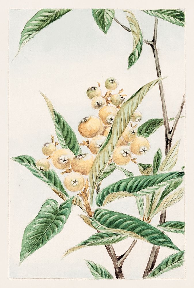 Biwa loquat art print by Megata Morikaga for $57.95 CAD