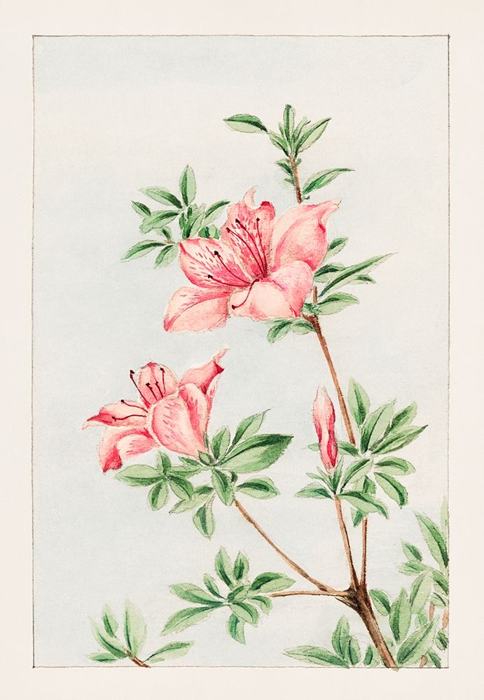 Tsutsuji rhododendron Judicum or azalea art print by Megata Morikaga for $57.95 CAD