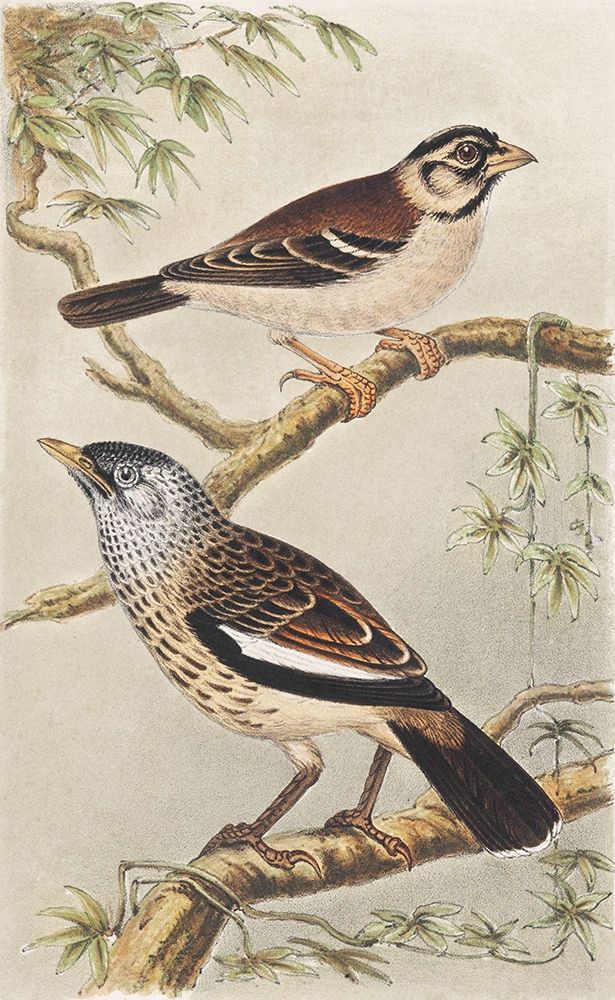 Two birds on branches art print by Theo van Hoytema for $57.95 CAD