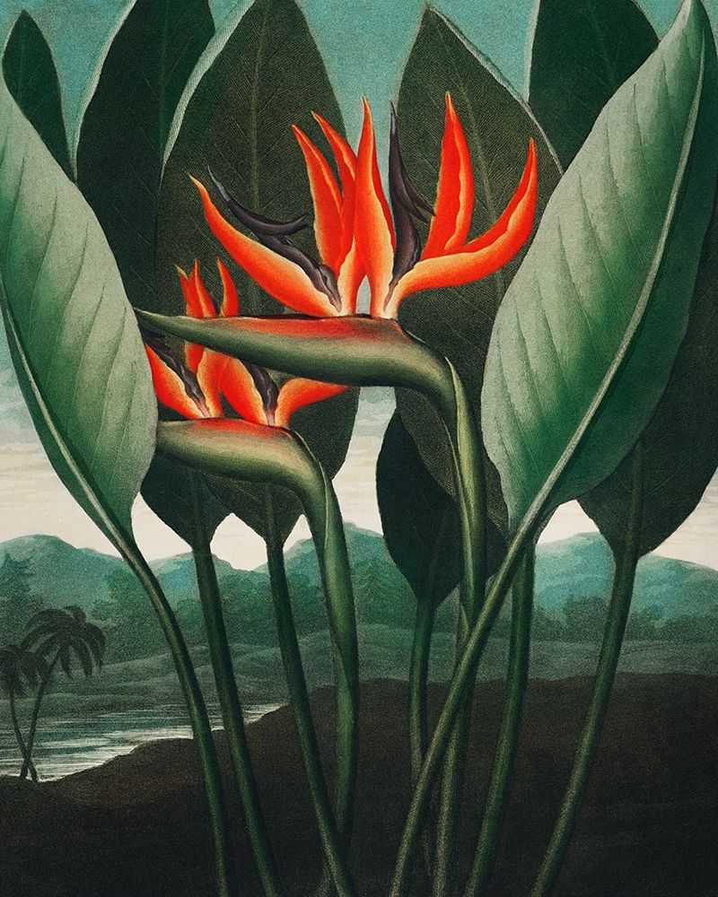 The Queen Plant from The Temple of Flora art print by Robert John Thornton for $57.95 CAD