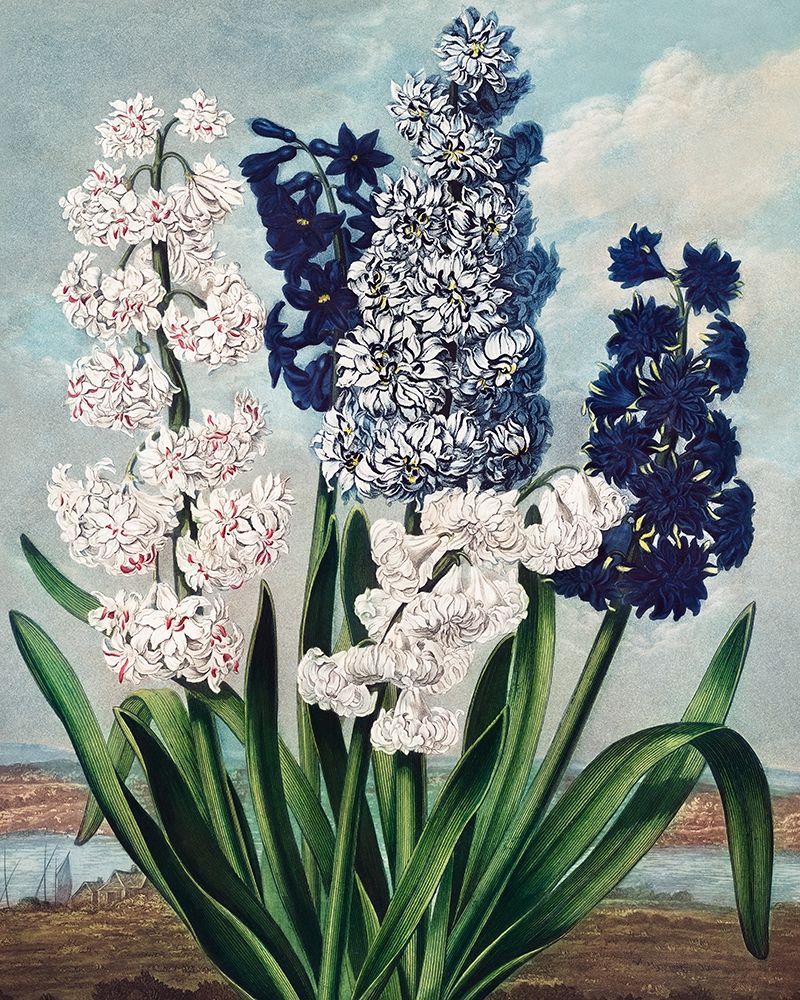 Hyacinths from The Temple of Flora art print by Robert John Thornton for $57.95 CAD