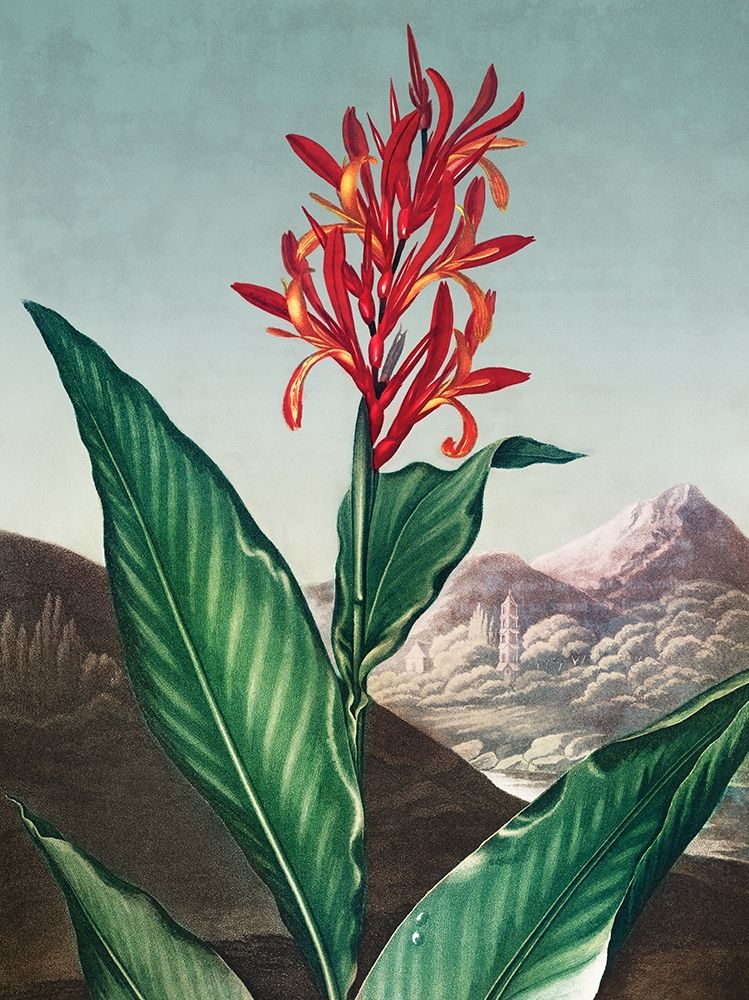 Indian Reed from The Temple of Flora art print by Robert John Thornton for $57.95 CAD