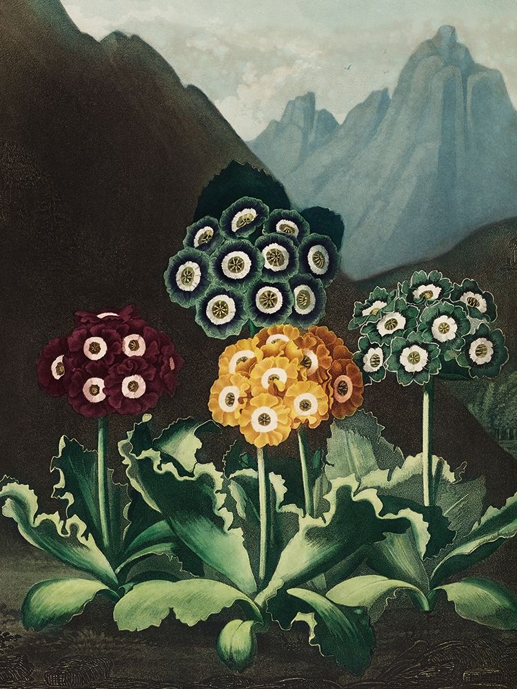 A Group of Auriculas from The Temple of Flora art print by Robert John Thornton for $57.95 CAD