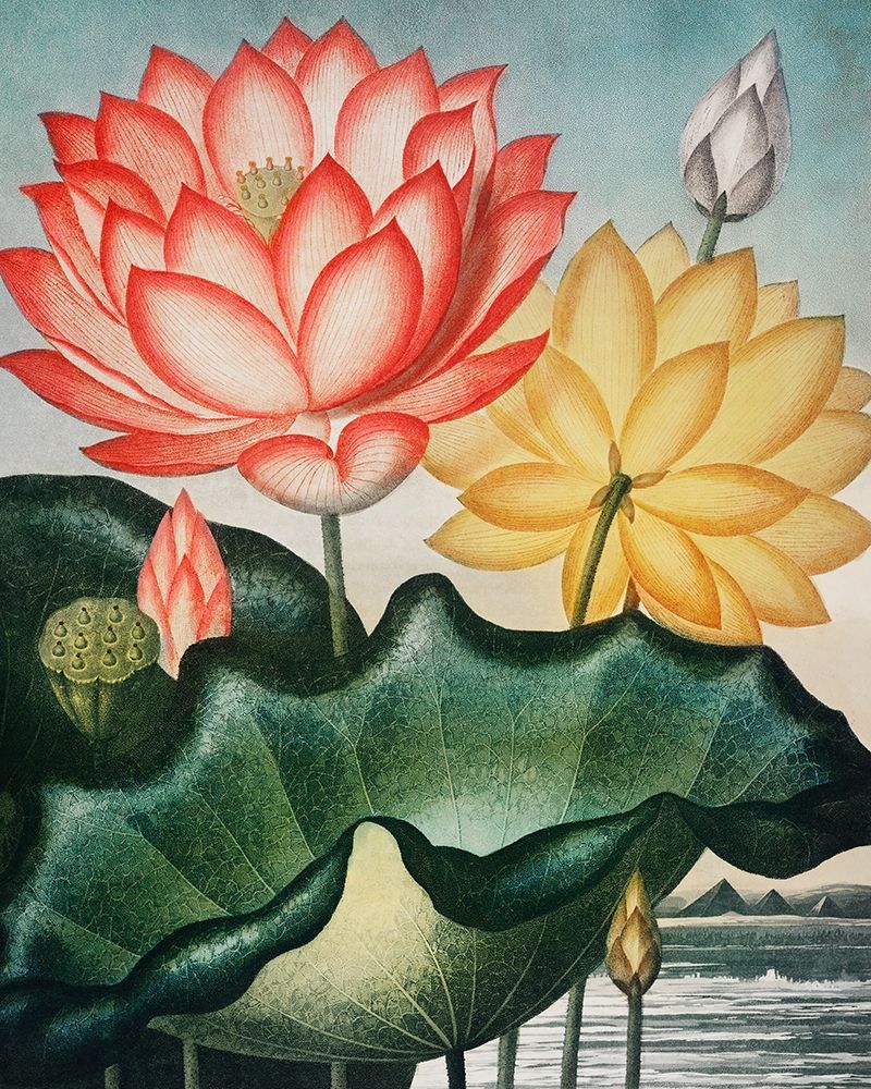 The Sacred Egyptian Bean from The Temple of Flora art print by Robert John Thornton for $57.95 CAD