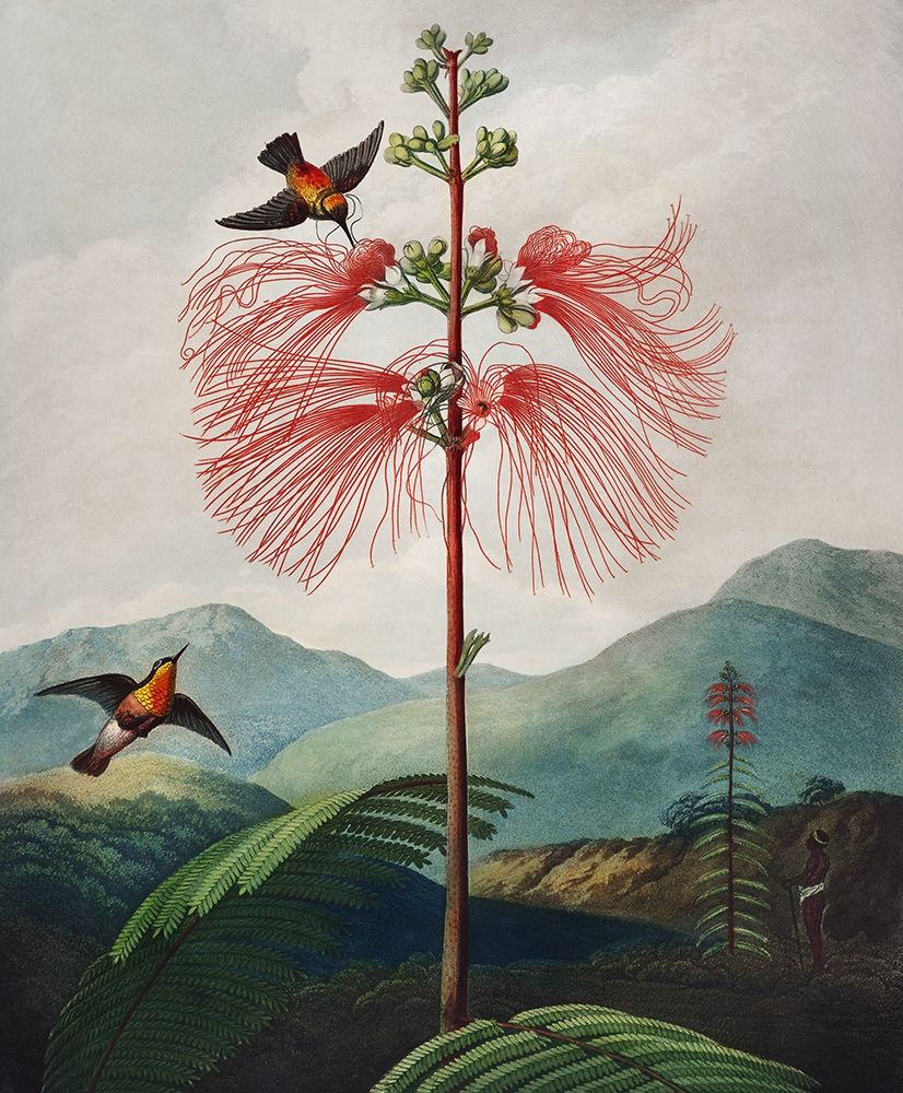Large Flowering Sensitive Plant from The Temple of Flora art print by Robert John Thornton for $57.95 CAD